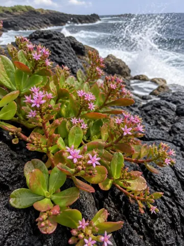 Healing Plants of Hawaii